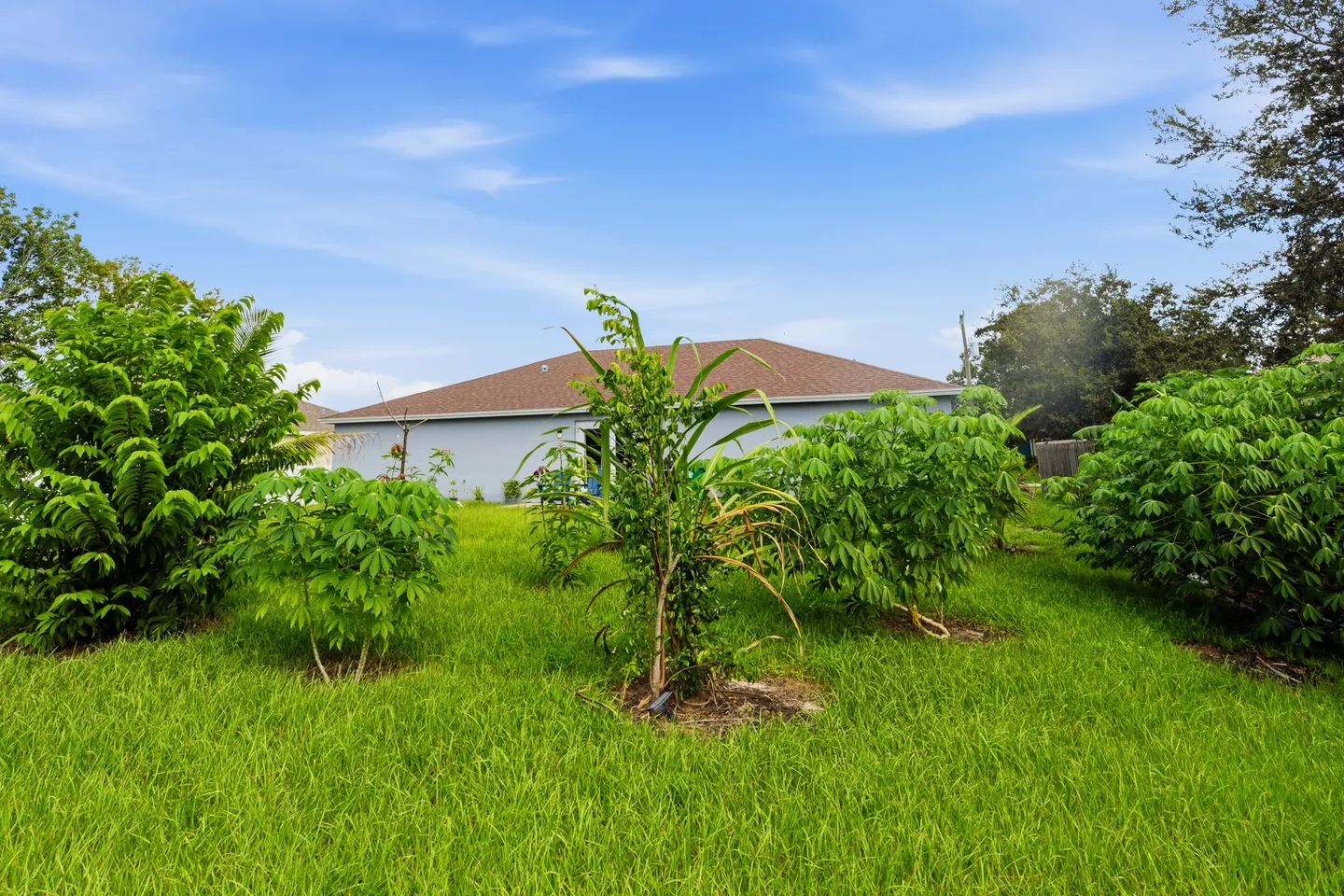 A grassy backyard featuring young trees and tropical foliage with the back of a single-story house in the distance under a blue sky.
