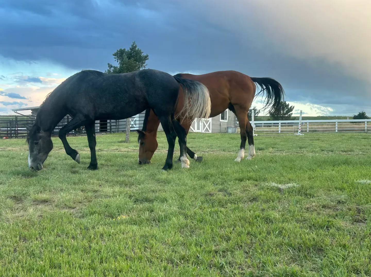 Two horses grazing in a green pasture with barns and white fences in the background under an evening sky.