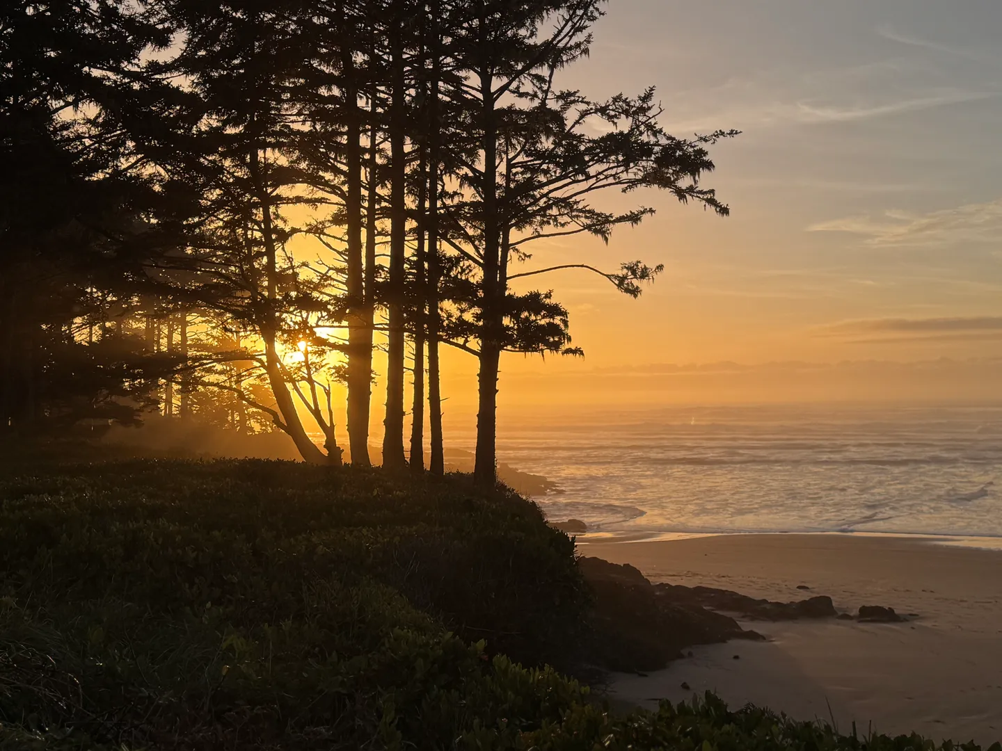 Sunset over an ocean beach viewed through silhouetted evergreen trees along a coastline bluff.