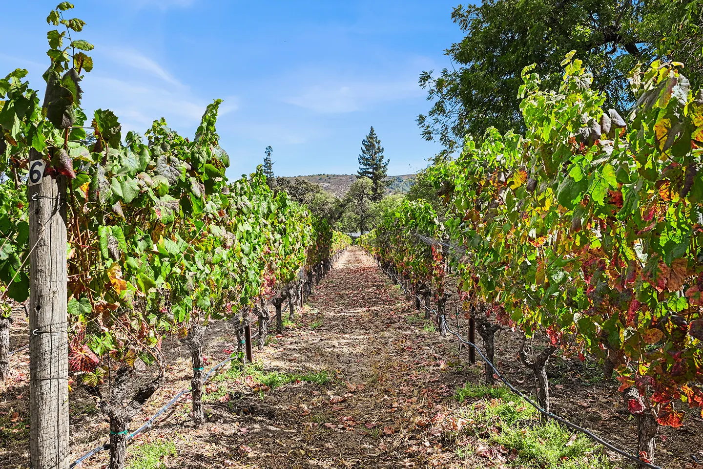 A path leading between rows of grapevine trellises on a sunny day with blue skies.