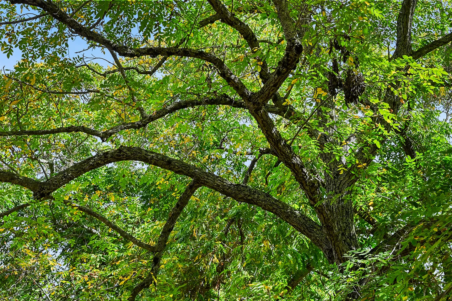 Upward view into the green leaves and textured branches of a mature tree against a clear sky.