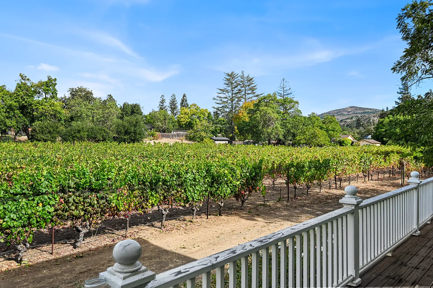 A view of lush green vineyard rows from a wooden porch railing under a blue sky.