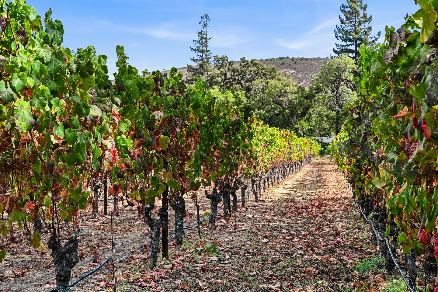 Rows of grapevines on a property with hills and trees under a blue sky.