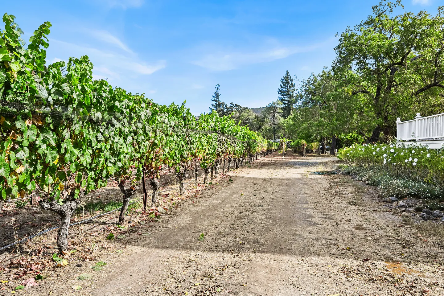 A dirt path running alongside lush green vineyard grapevines under a bright blue sky.