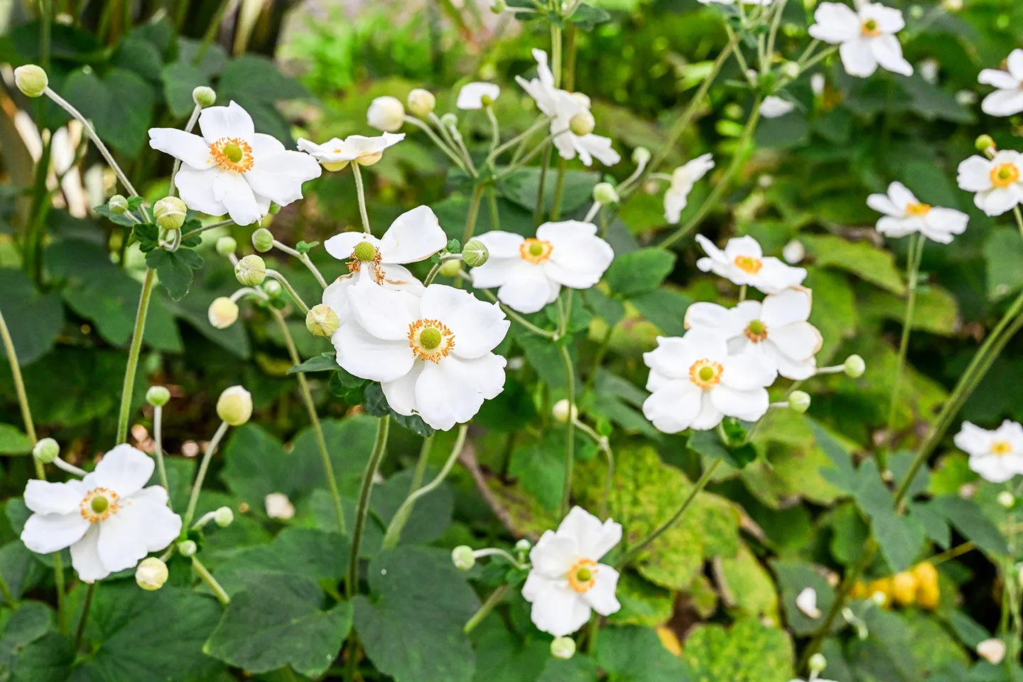 Close-up view of blooming white flowers with yellow centers surrounded by green leaves.