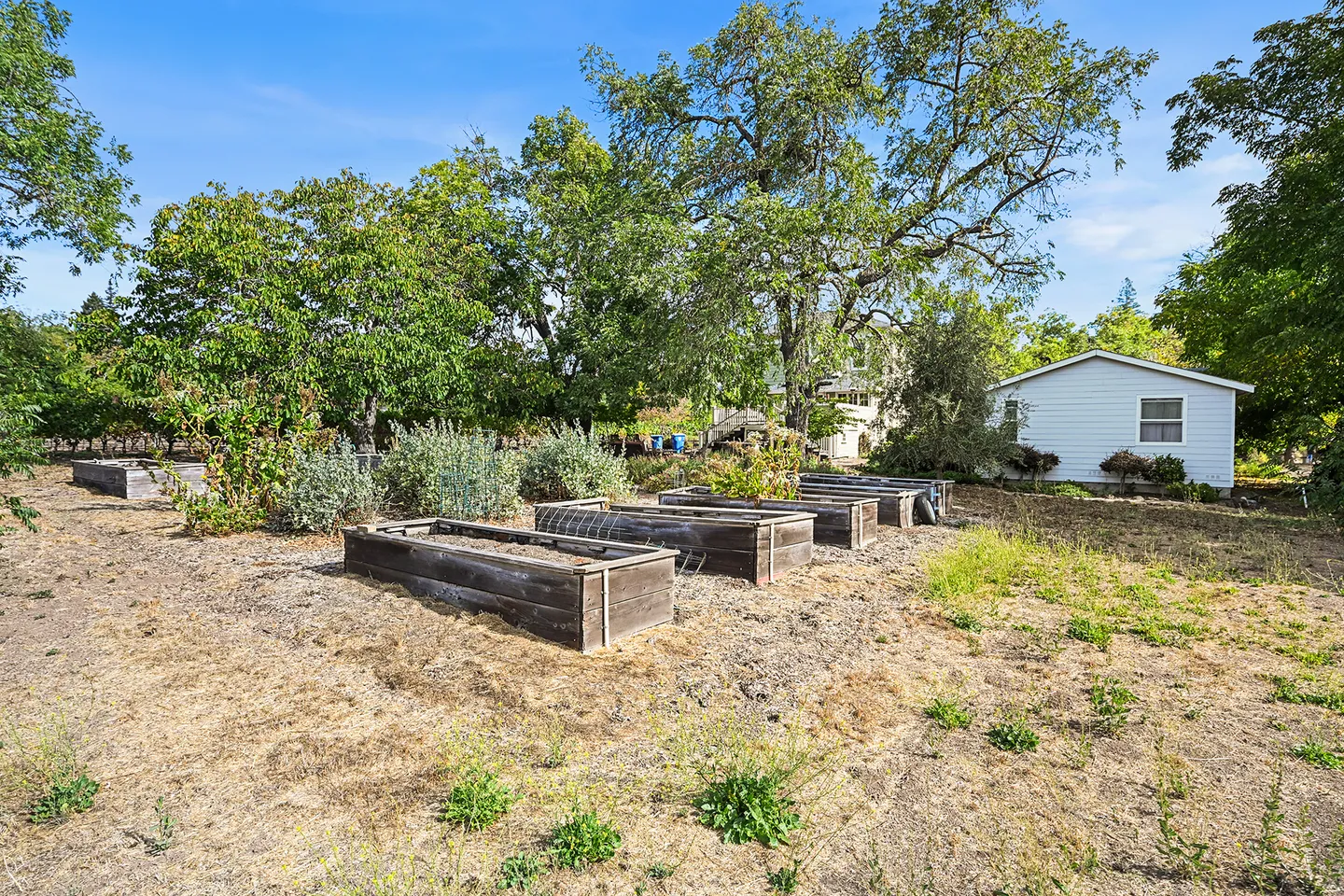Outdoor garden area featuring multiple wooden raised garden beds surrounded by mature trees and a white outbuilding under a clear blue sky.