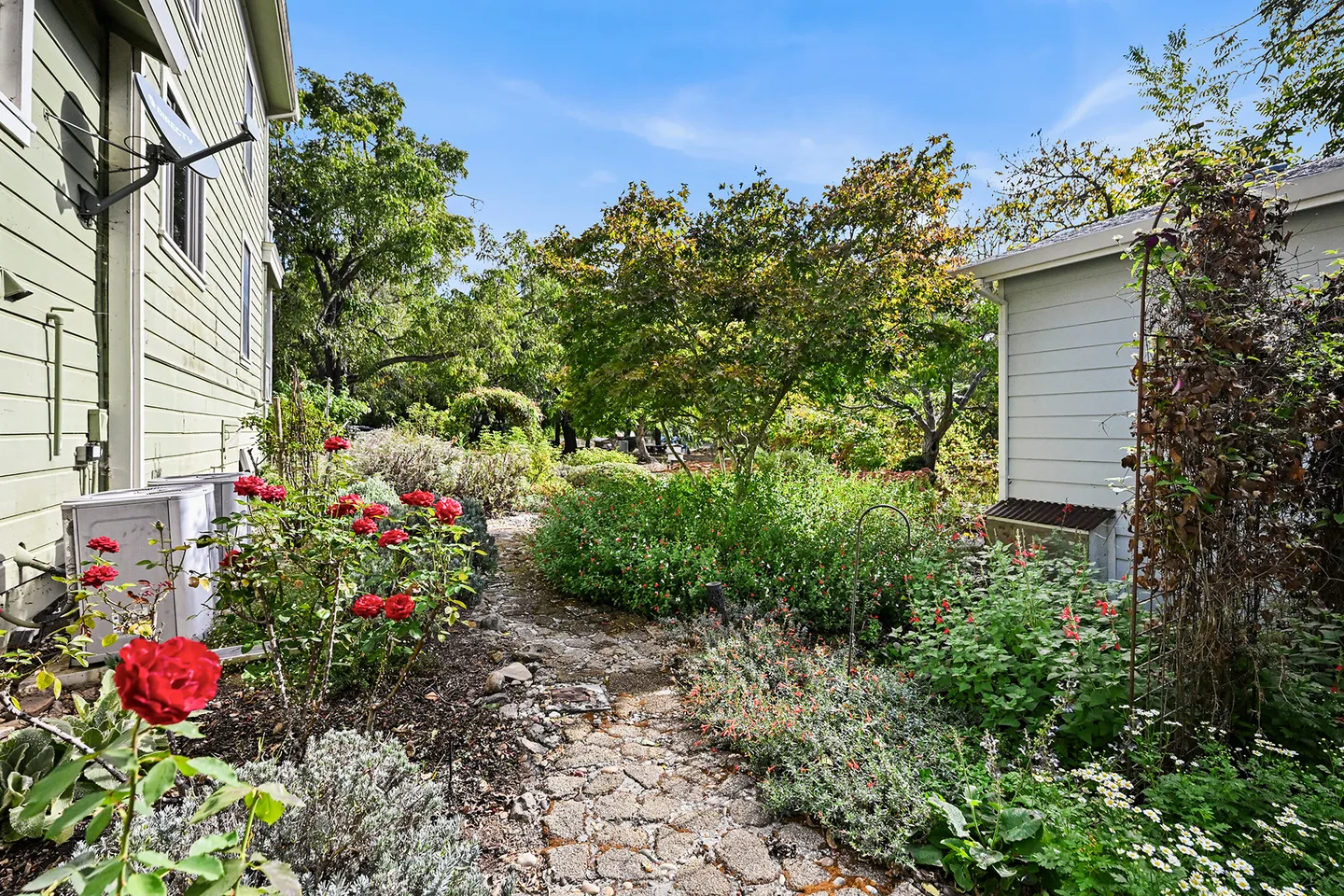 A stone pathway winding between two houses through a lush garden with red rose bushes and mature trees under a clear blue sky.