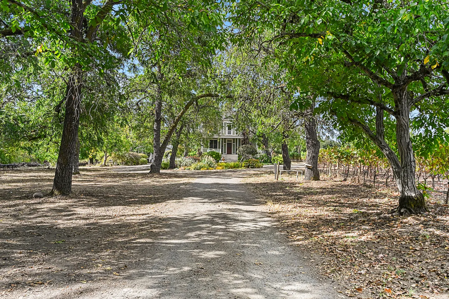 A long dirt driveway lined with large leafy trees leading up to a distant two-story house.