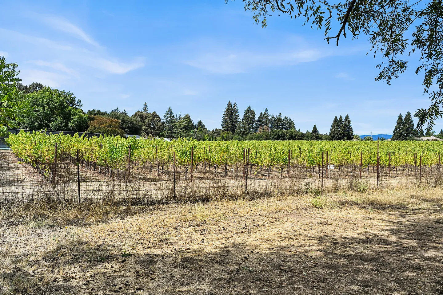 A fenced vineyard with rows of grapevines under a bright blue sky lined by tall evergreen and deciduous trees.