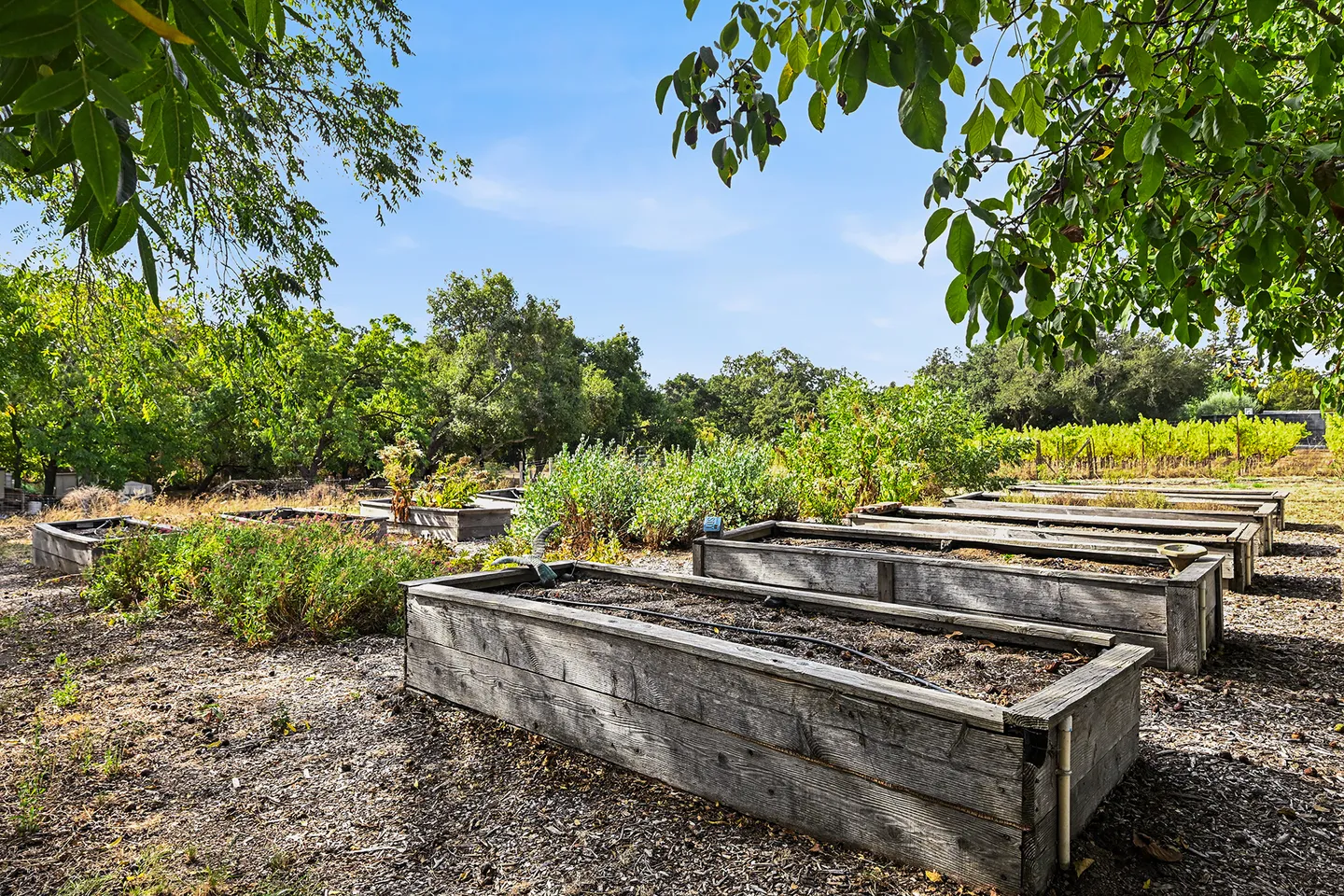 Outdoor garden area with multiple raised wooden planter beds surrounded by trees under a clear blue sky.