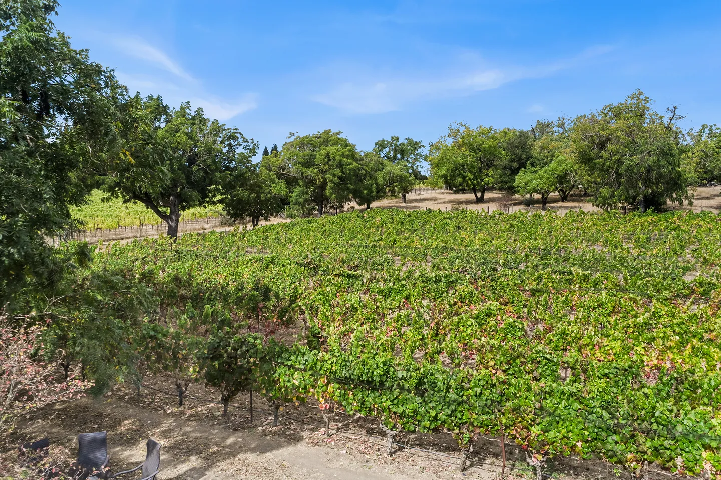 Elevated view of vineyard rows with surrounding green trees under a bright blue sky.