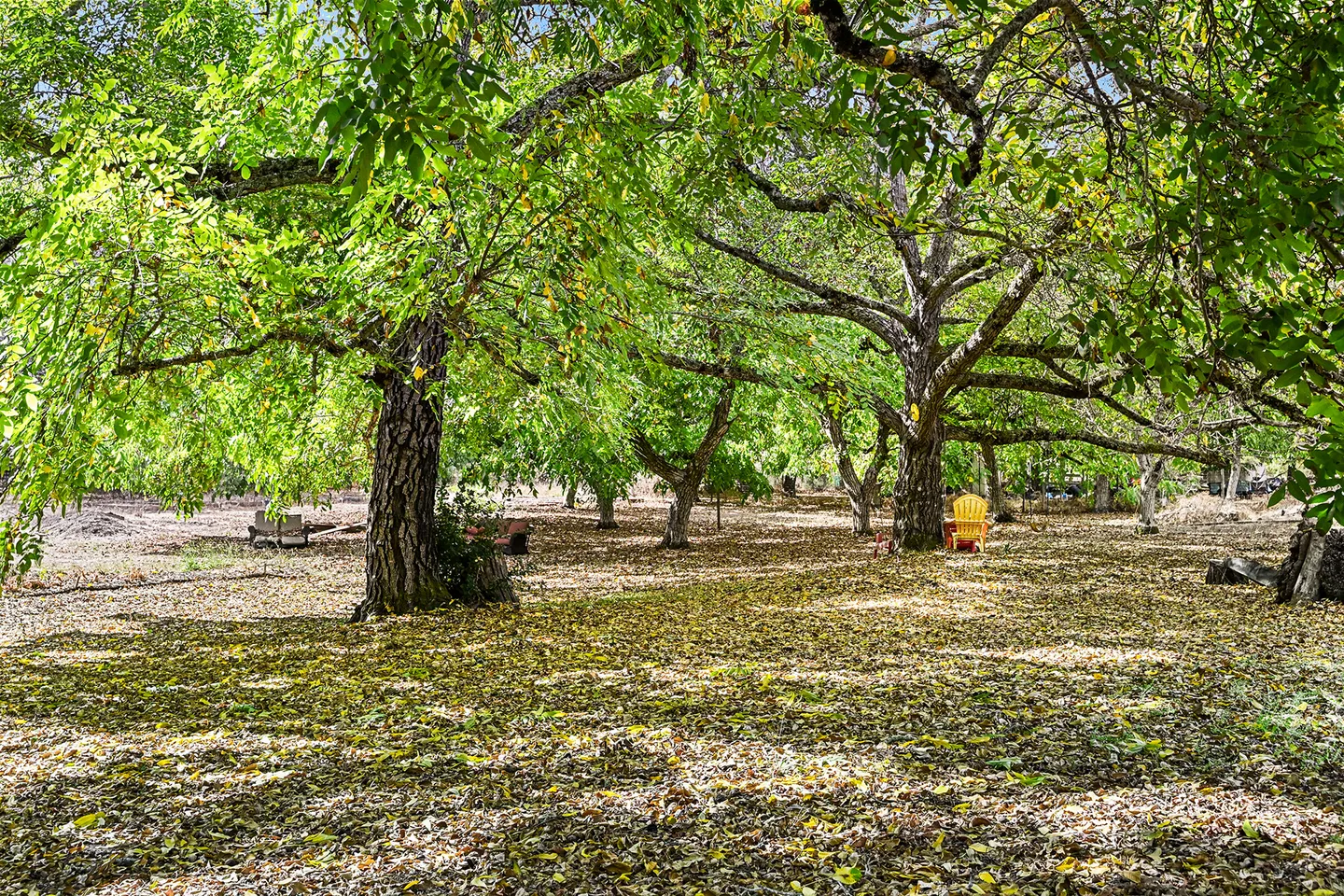 A grove of mature trees casting shade over ground covered in fallen leaves, with an orange Adirondack chair in the distance.