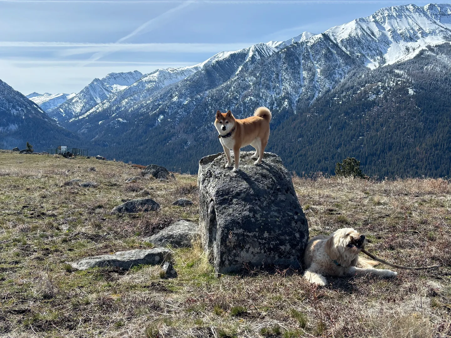 Two dogs on an open grassy hillside with snow-covered mountains under a blue sky in the background.
