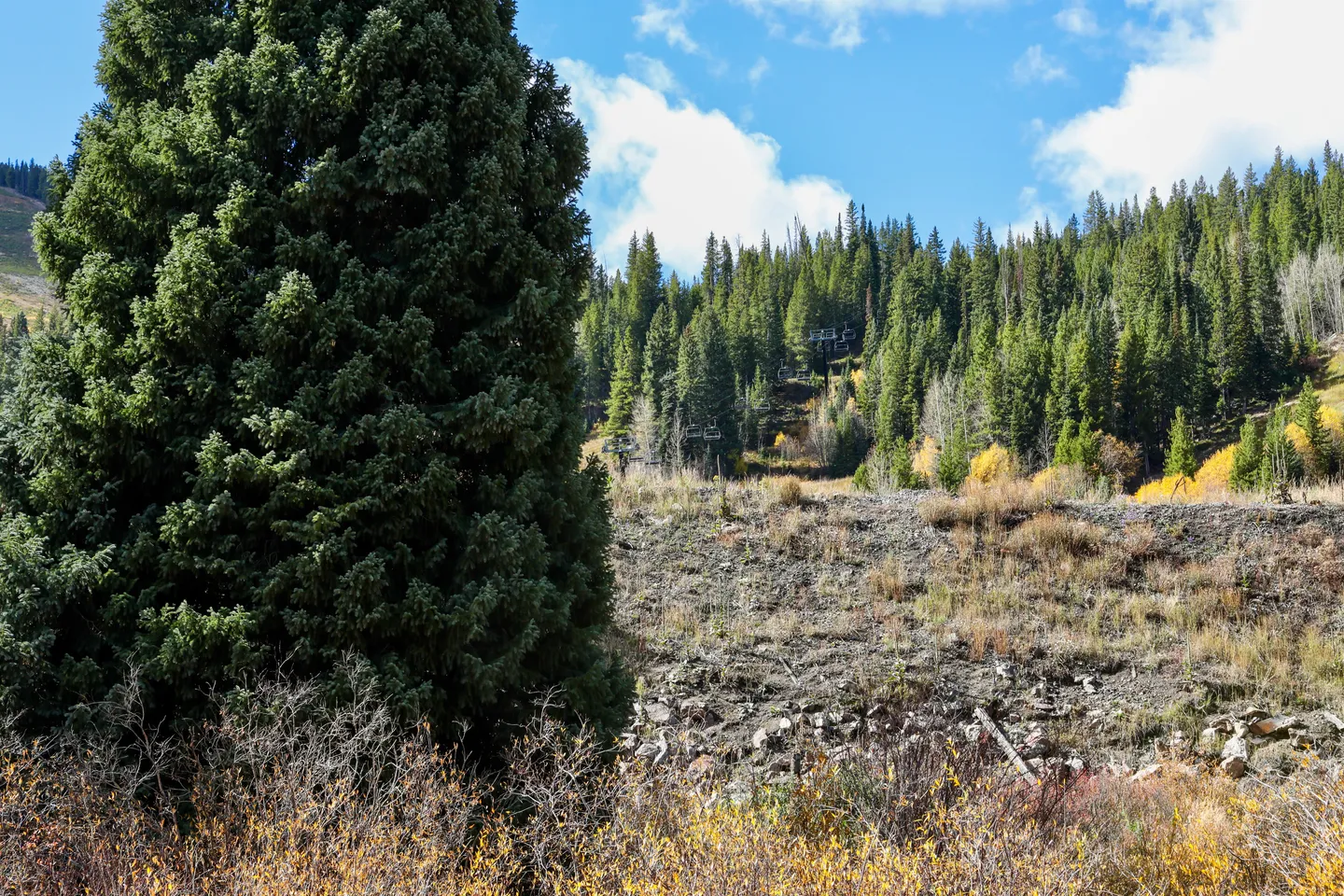 A forested hillside with evergreen trees, a rocky slope, and a ski lift visible under a partly cloudy sky.