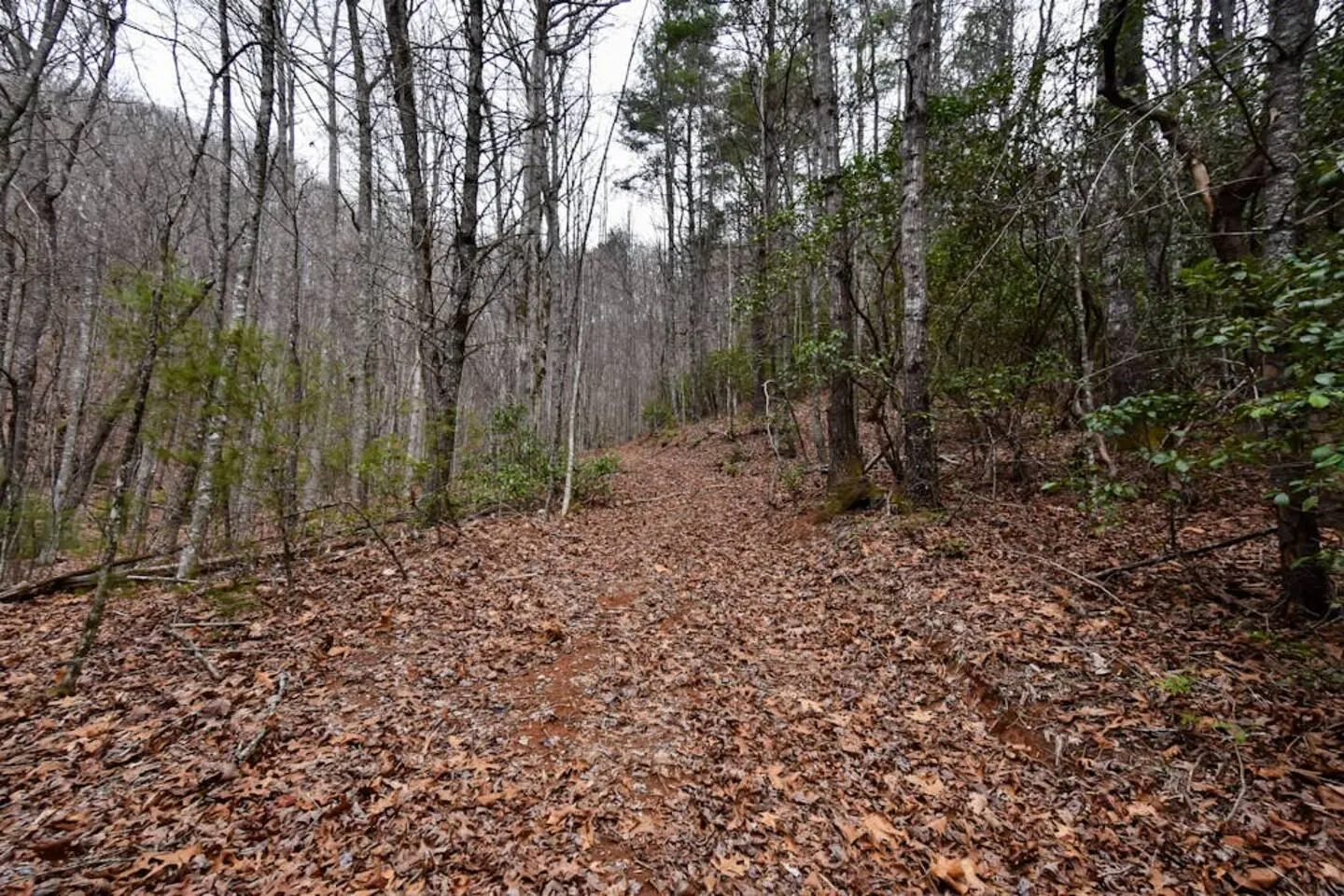 A woodland trail covered in brown fallen leaves surrounded by bare and evergreen trees on an overcast day.