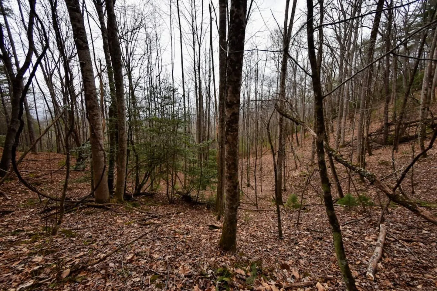 A wooded area with bare deciduous trees and ground covered in fallen leaves.