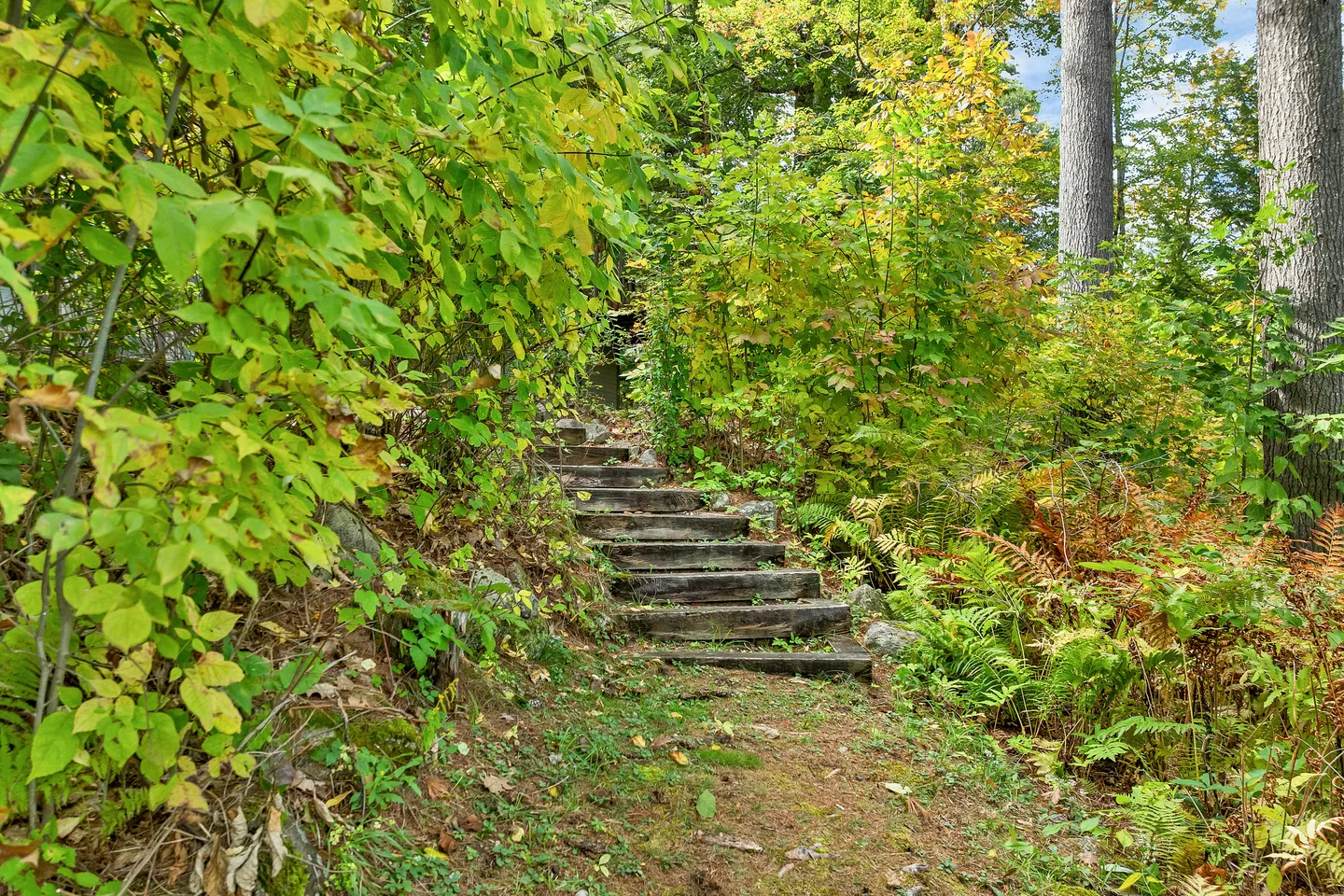 A rustic outdoor wooden staircase leading up a hillside surrounded by lush ferns, trees, and greenery.