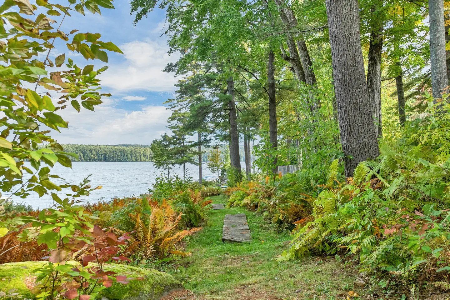 A grassy trail with wooden planks leads through ferns and trees toward a lake.