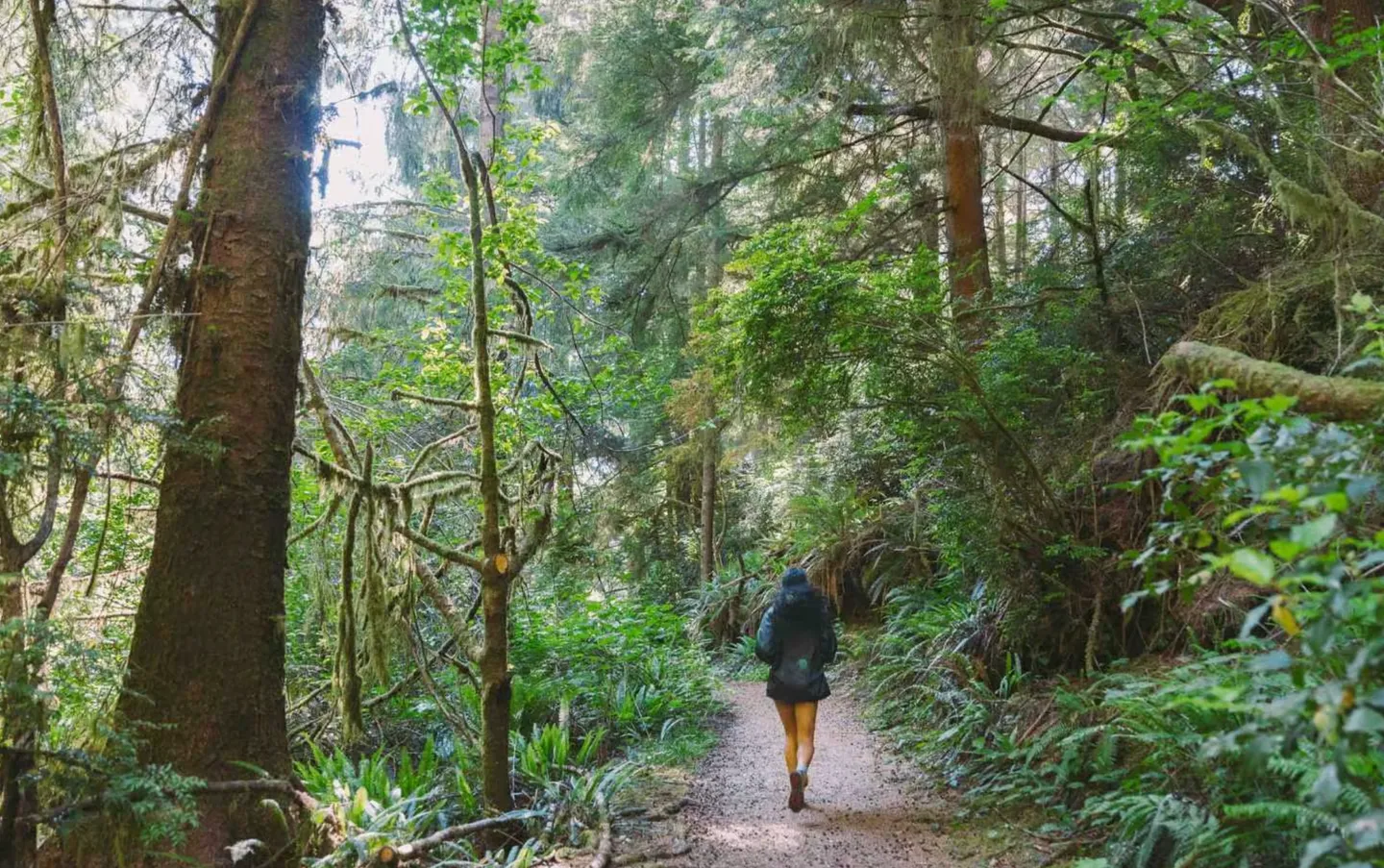 A person walking down a dirt path through a dense forest with tall trees and ferns.