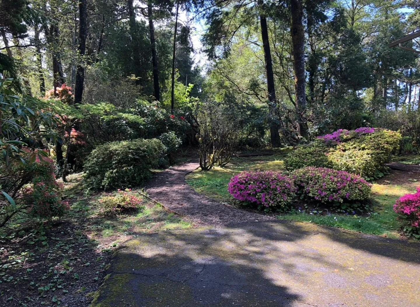A paved path winding through a wooded garden with blooming purple and pink azalea bushes and tall trees.