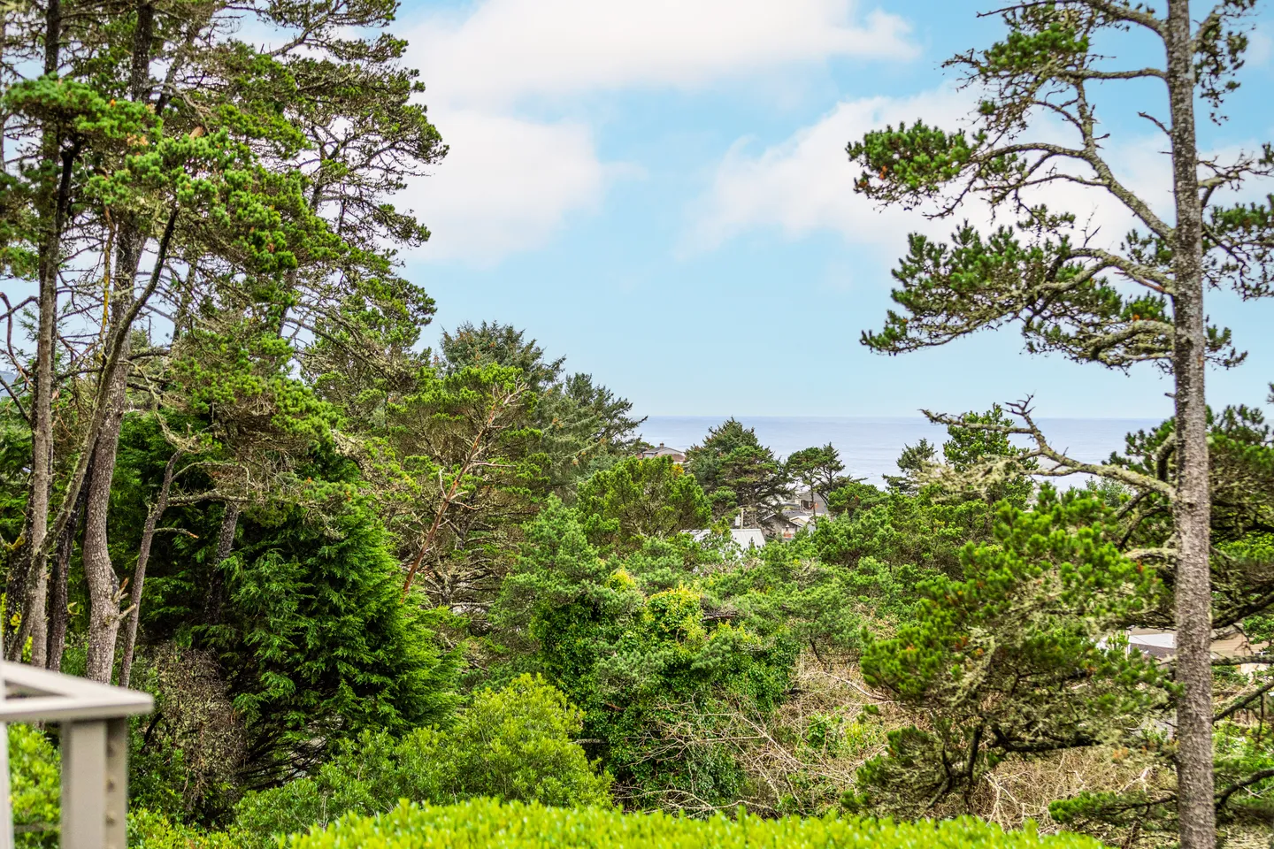 Elevated outdoor view of dense green coastal pine trees with the ocean horizon and blue sky in the background.