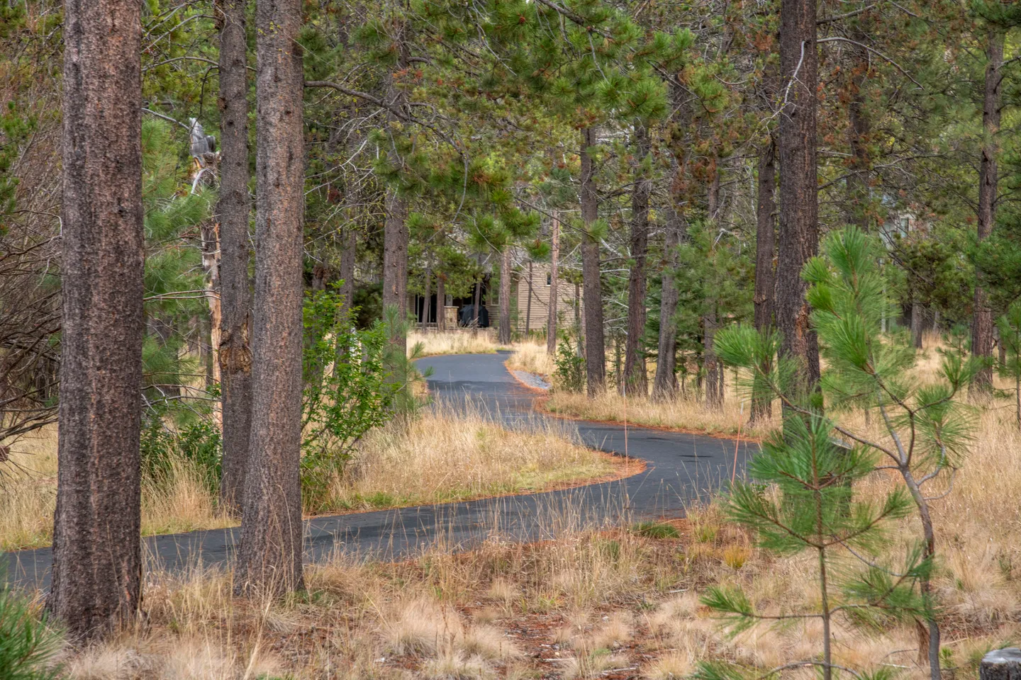 A paved, winding driveway leads through tall pine trees and dry grasses toward a house nestled in the woods.