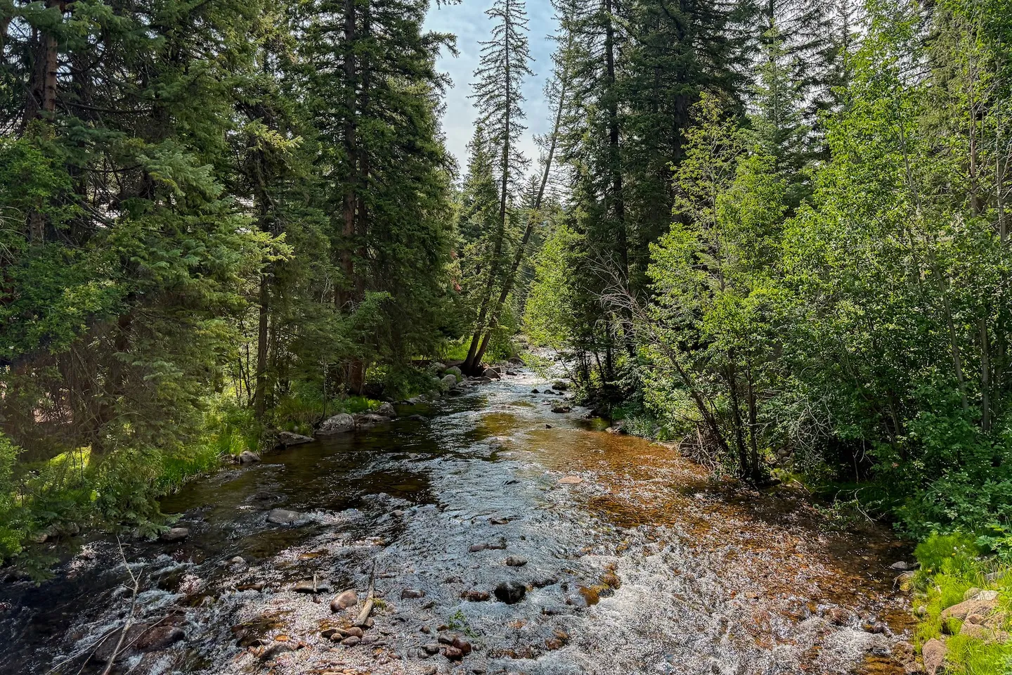 A shallow rocky stream flowing through a dense forest of tall evergreen and deciduous trees under a bright sky.
