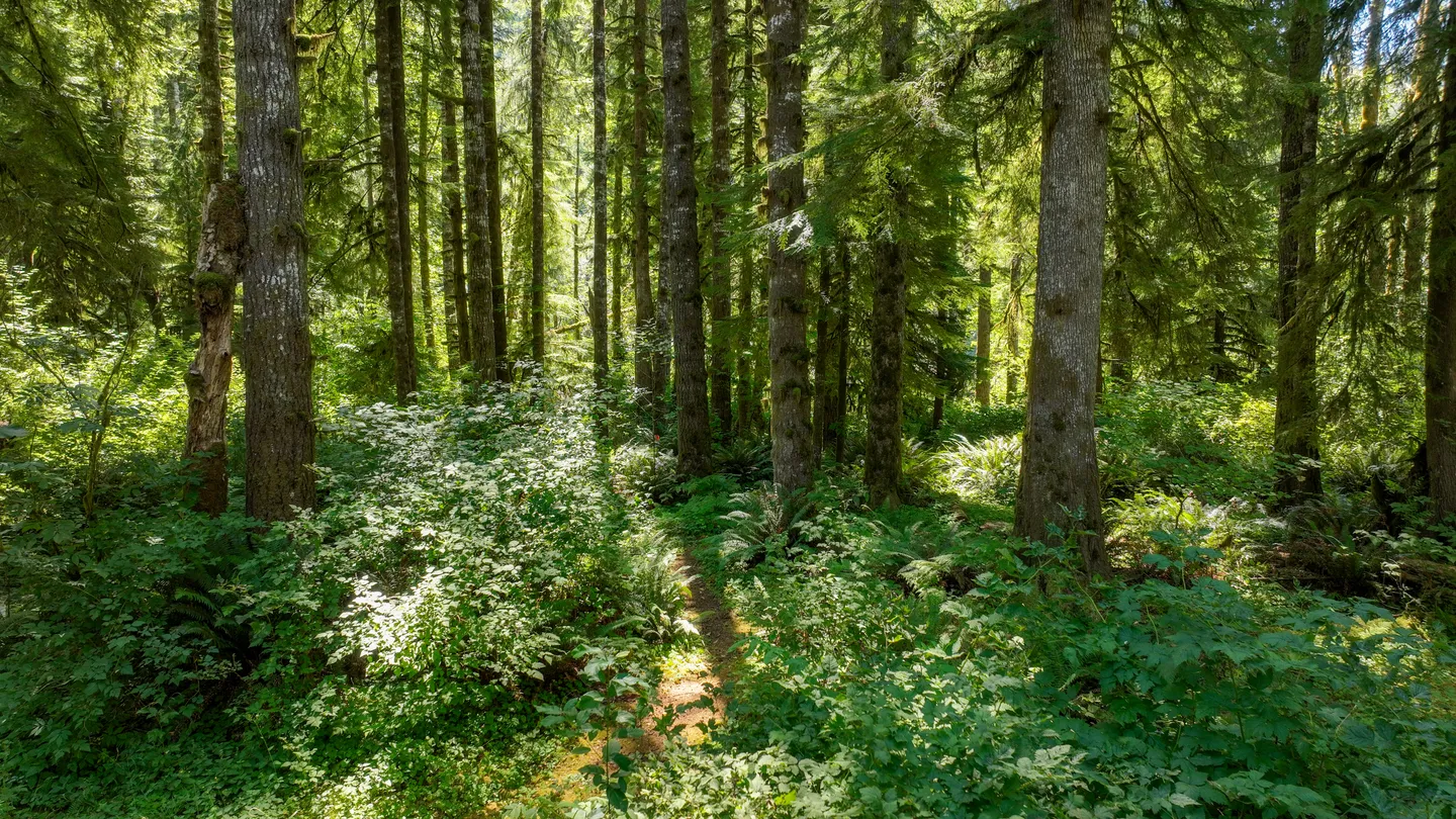 A narrow dirt path leading through a dense, lush forest with tall evergreen trees, ferns, and leafy green foliage in sunlight.