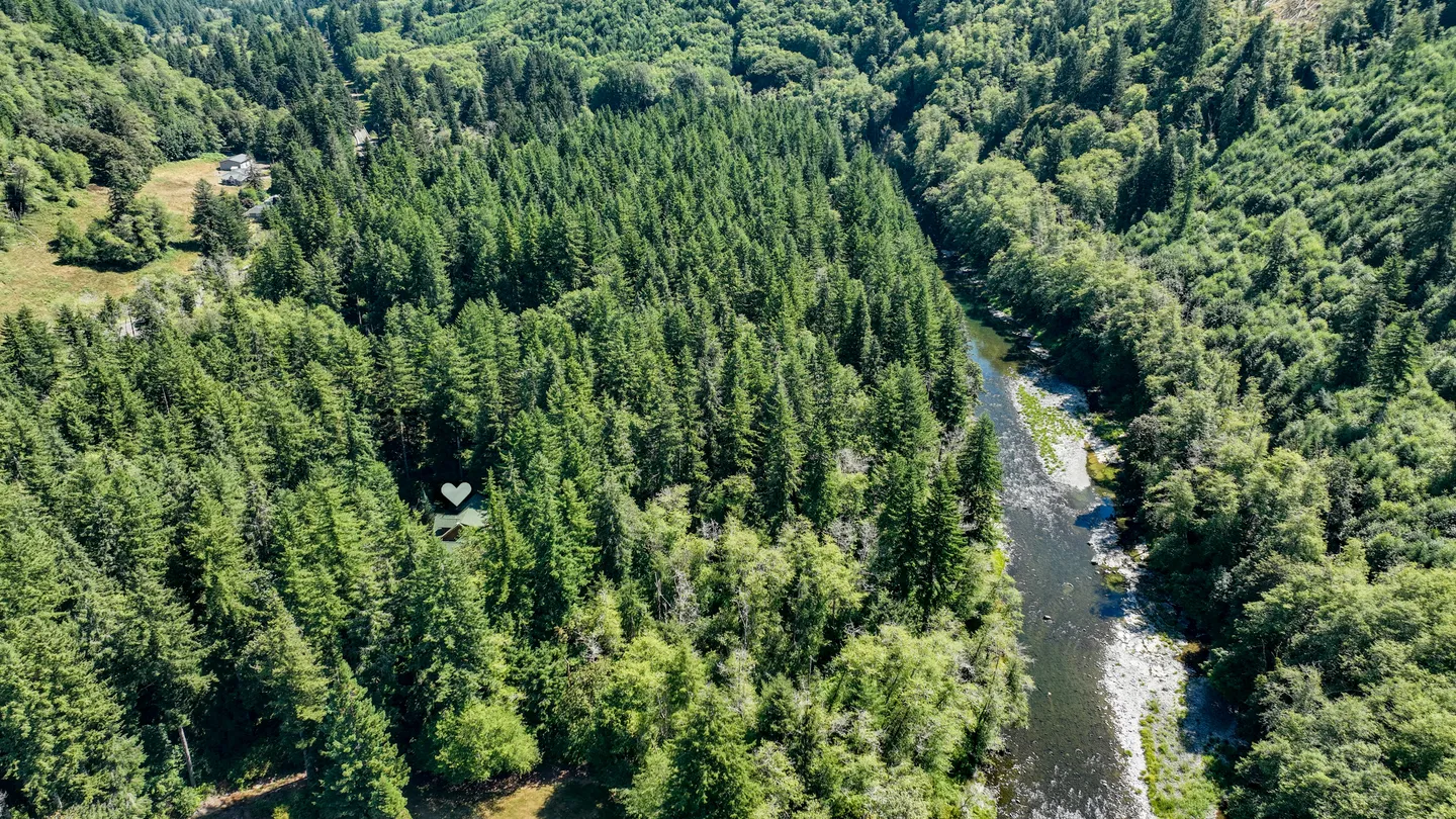 Aerial view of a dense evergreen forest next to a flowing river under bright sunlight.
