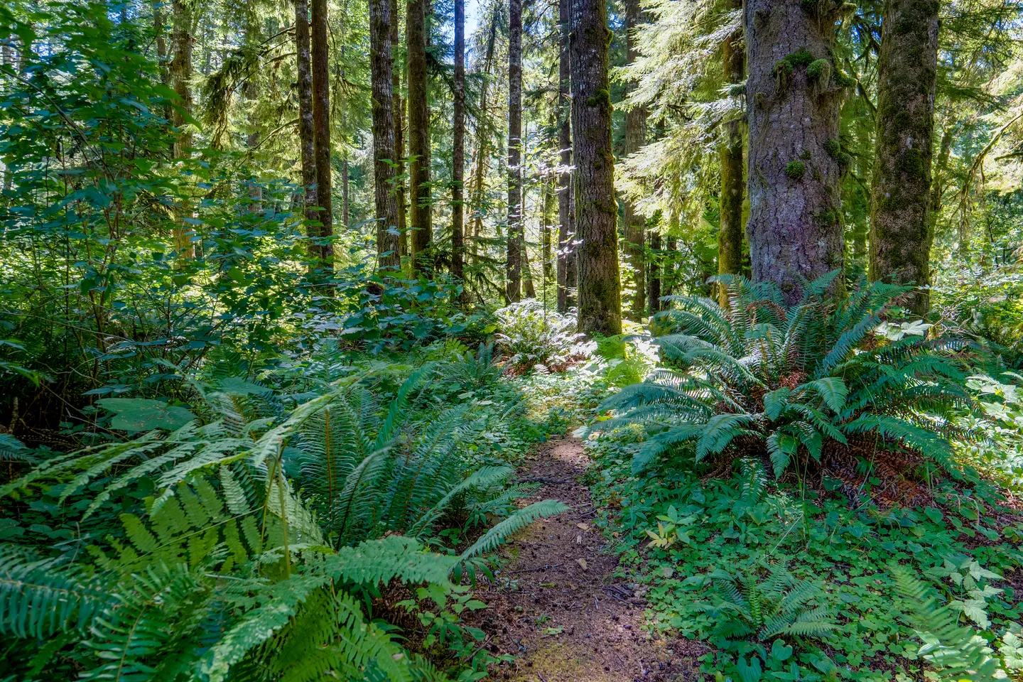 A narrow dirt path leading through a dense forest with tall trees and lush green ferns on a sunny day.