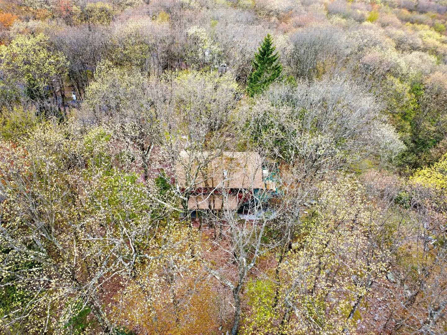 High-angle aerial view of a house surrounded by dense woodland with mostly bare deciduous trees and fallen leaves.