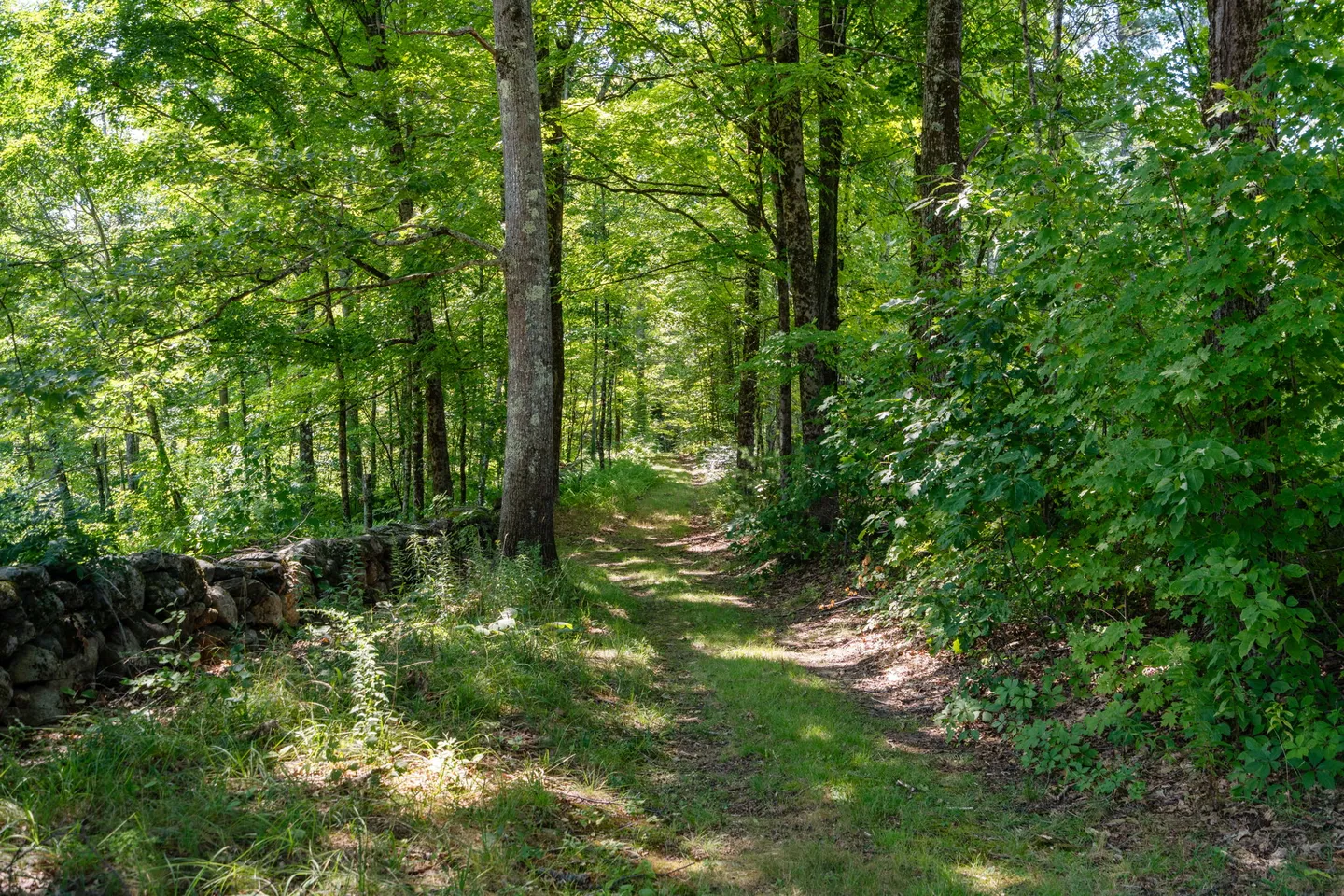 A narrow grassy path running alongside a low stone wall through a dense green forest.