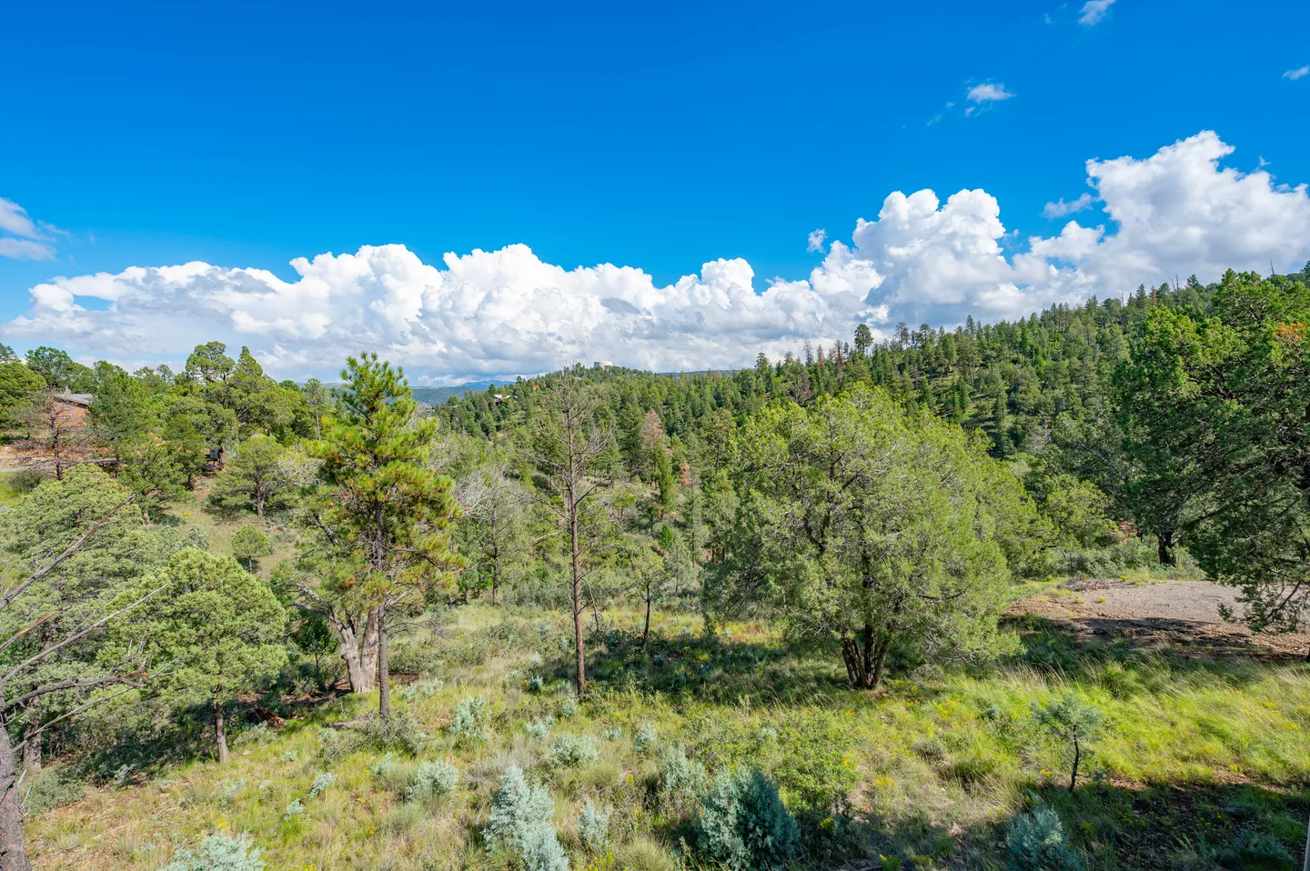 Elevated view looking out over a hillside covered in evergreen trees and brush under a bright blue sky with puffy white clouds.