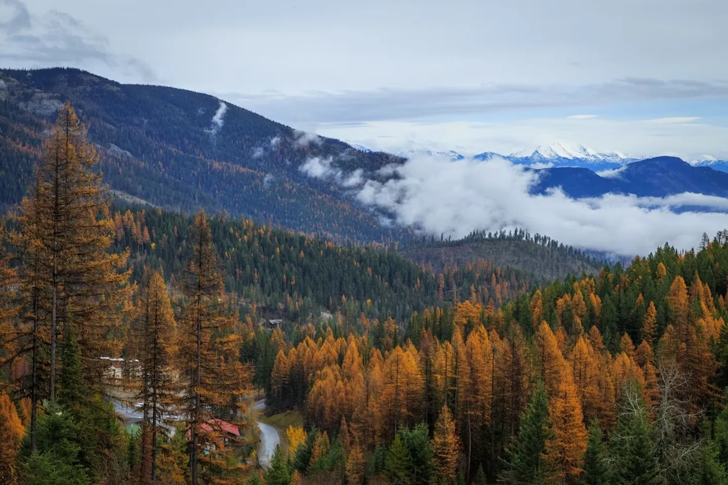 Elevated view of a mountain valley filled with autumnal evergreen and golden larch trees under an overcast sky.