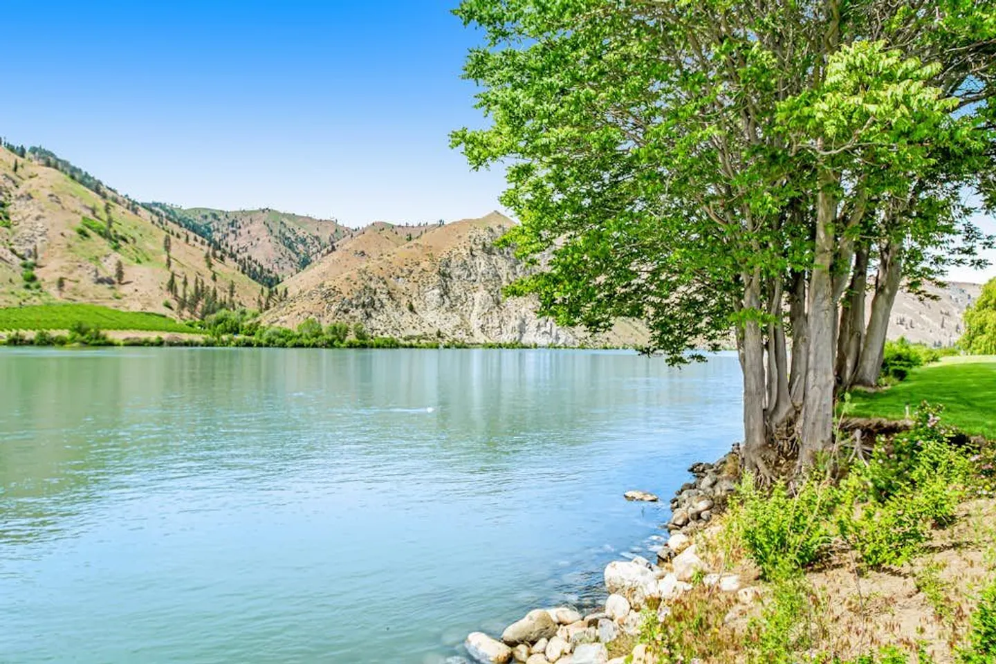 A wide river framed by leafy green trees along the grassy shore, looking across to arid, rocky hills under a clear blue sky.