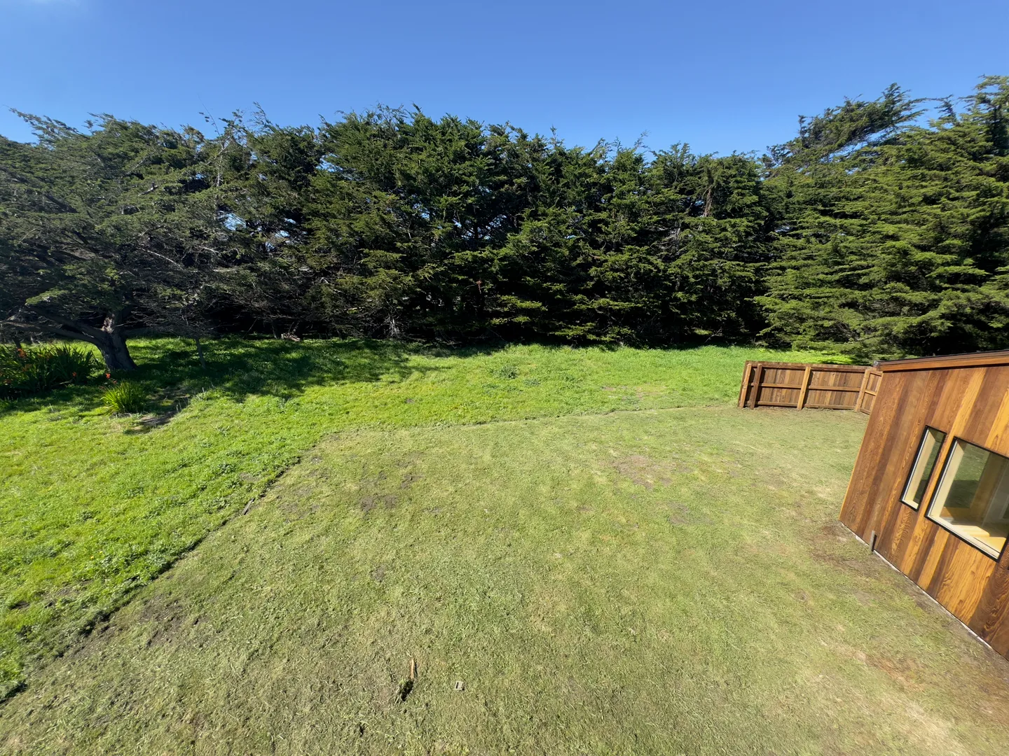 A wide view of a grassy yard bordered by a dense row of tall evergreen trees, a wooden fence, and the side of a wood-clad house.