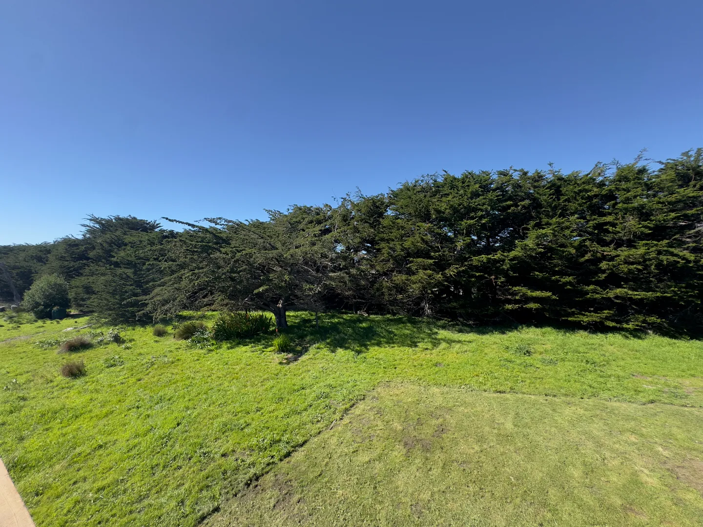 A wide view of a sloping green grassy lawn bordered by a dense row of evergreen trees under a clear blue sky.