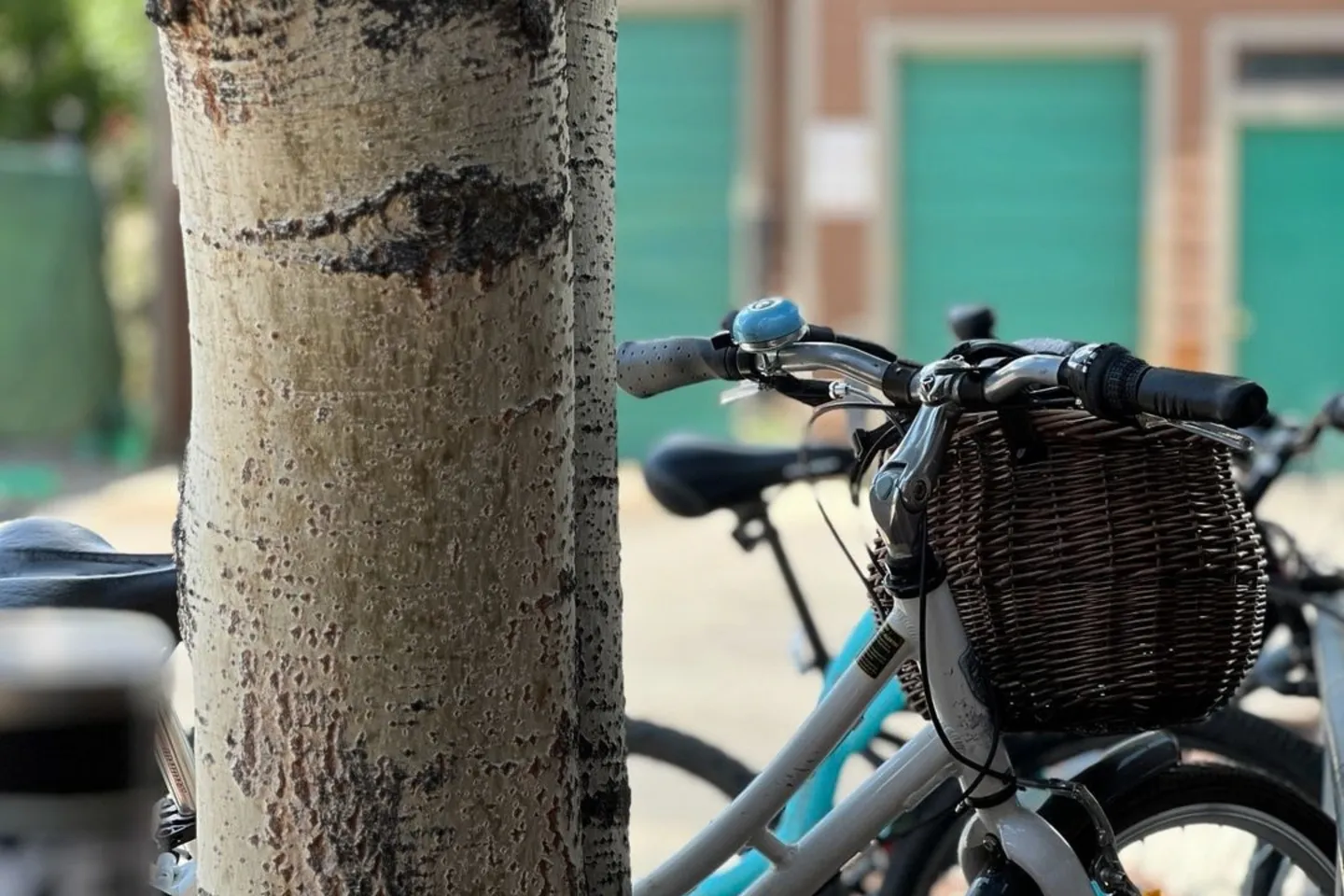 Close-up view of bicycles parked outdoors next to a tree trunk, featuring a woven basket and bell on the handlebars.