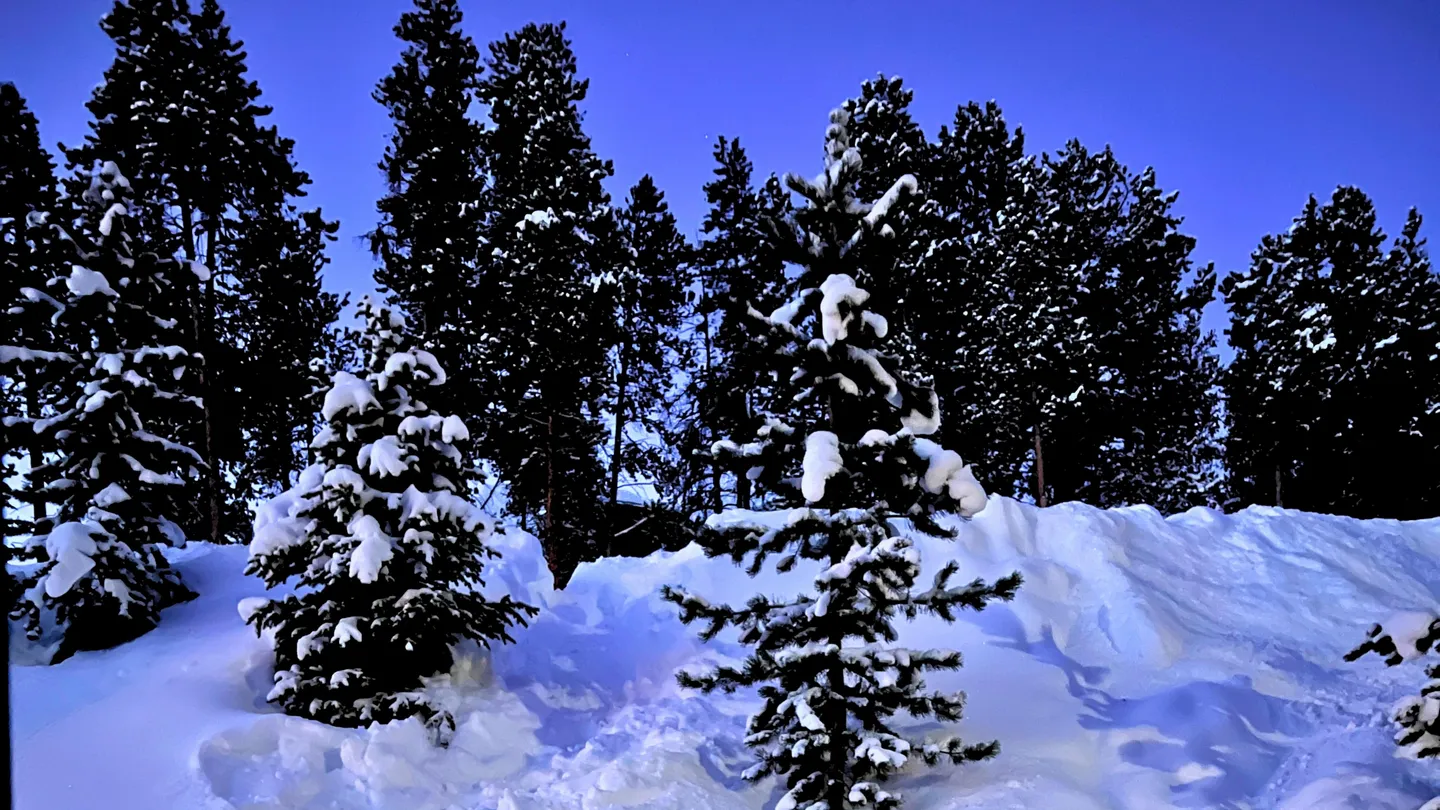 Snow-covered pine trees and snowbanks under a deep twilight sky.