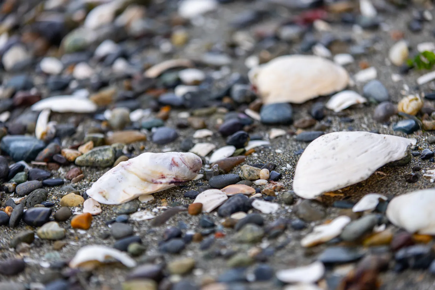 Close-up of seashells scattered among smooth, multi-colored pebbles and sand on a beach.
