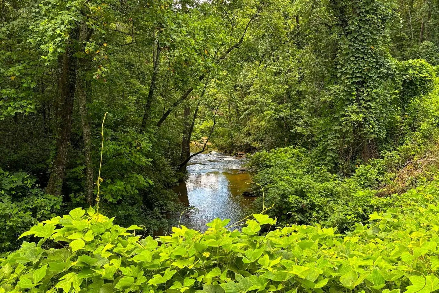A flowing shallow stream or river winding through a dense, lush green forest.