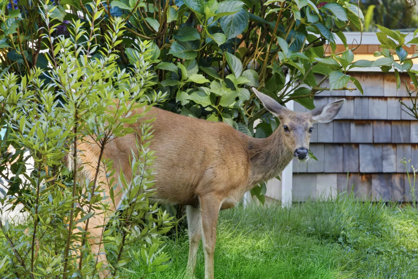 A deer stands in green grass amidst lush leafy bushes outside a building with cedar shake siding.