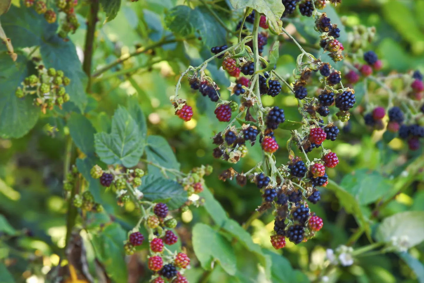 Close-up view of wild blackberries ripening on leafy green vines outdoors in bright sunlight.
