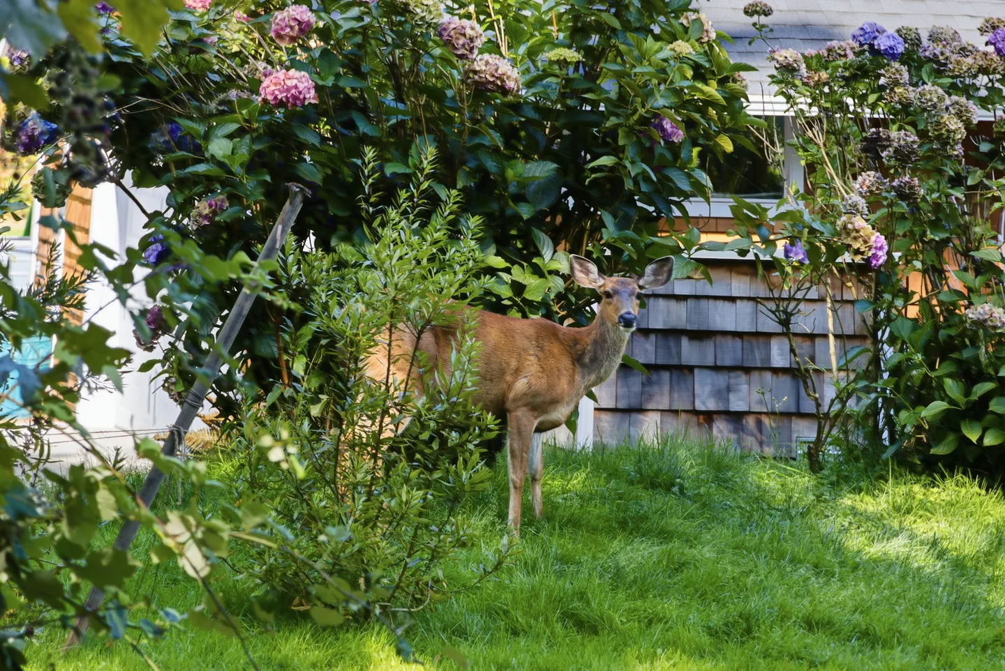 A deer stands in a grassy yard beside flowering hydrangea bushes and the shingled exterior of a house.