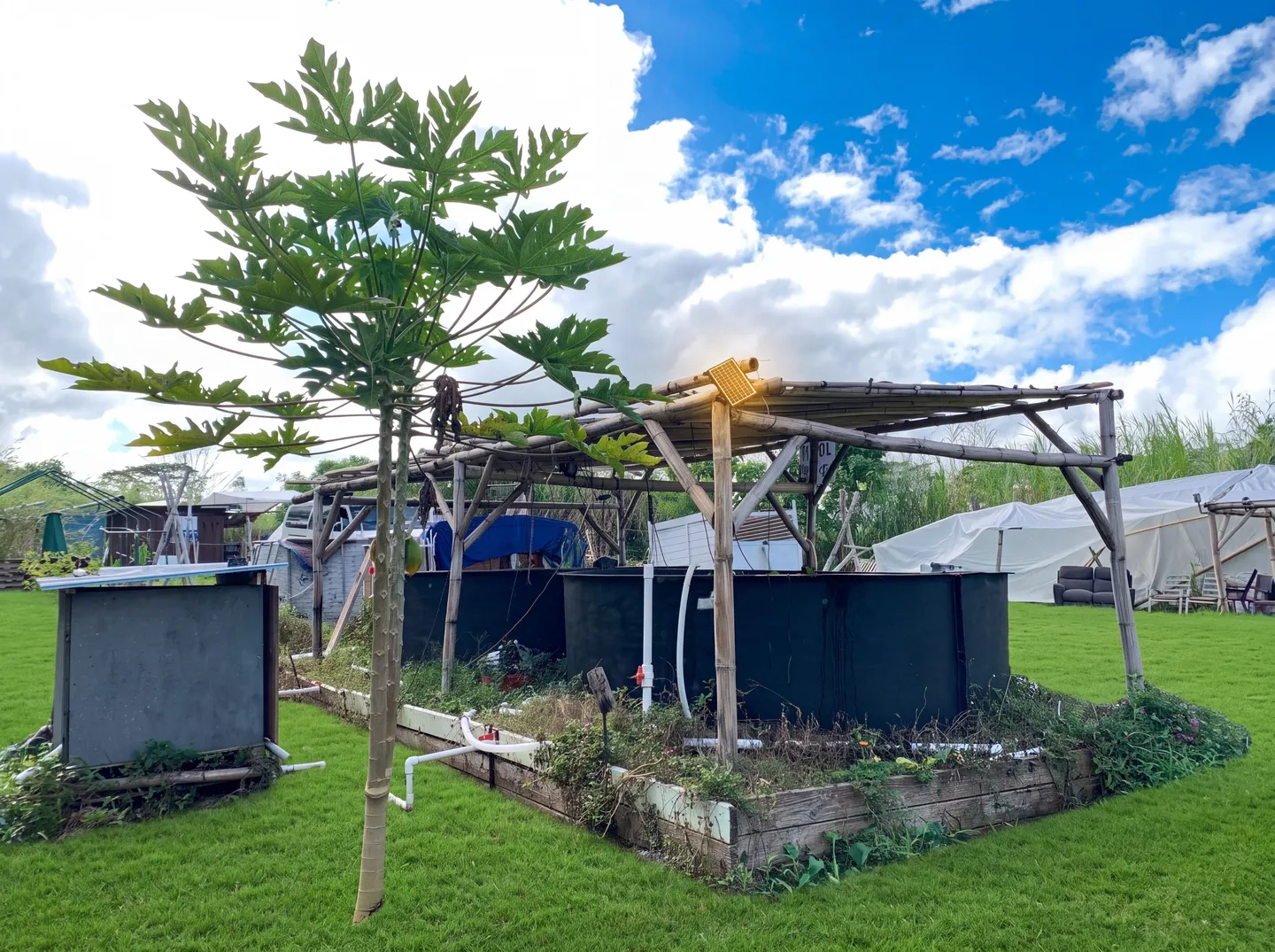 Large outdoor round holding tanks under a bamboo pergola structure on a green lawn with a papaya tree.
