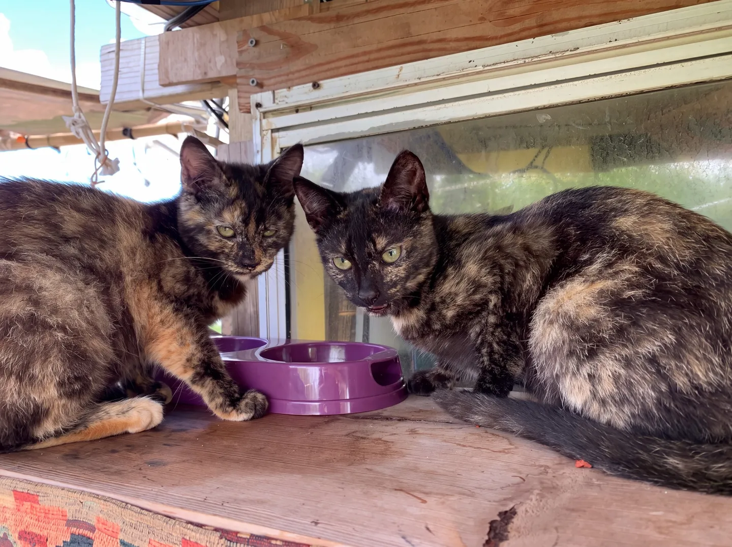 Two tortoiseshell cats sitting on a wooden ledge next to a purple pet food dish.