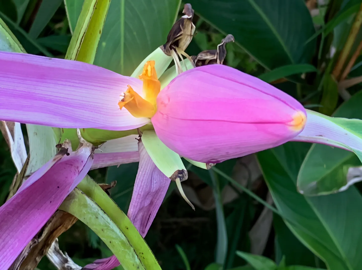 Close-up of an ornamental pink banana flower surrounded by green foliage.