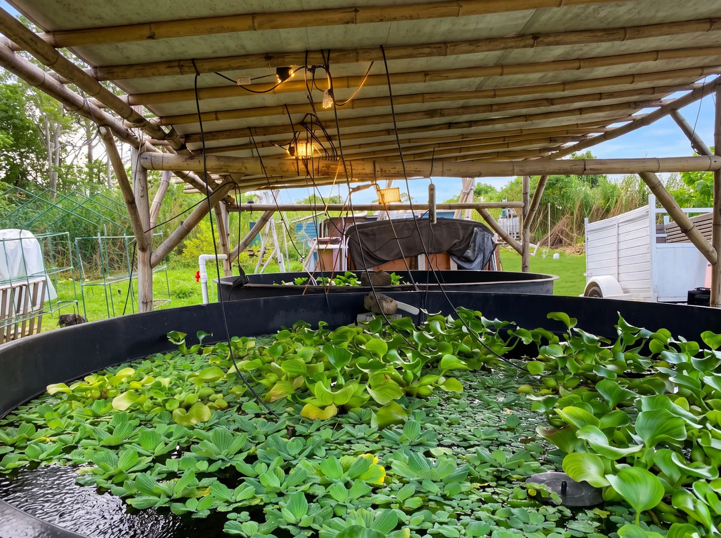 Large circular water tanks filled with floating aquatic plants beneath an open-air bamboo shelter.