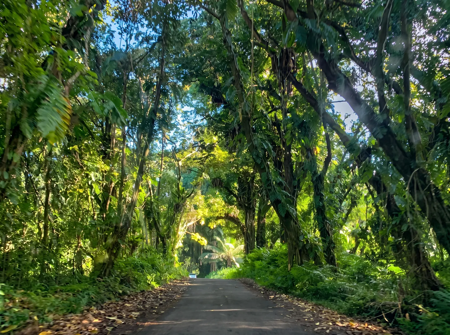 A paved, narrow road bordered by tall tropical trees and lush green foliage forming a natural canopy overhead.