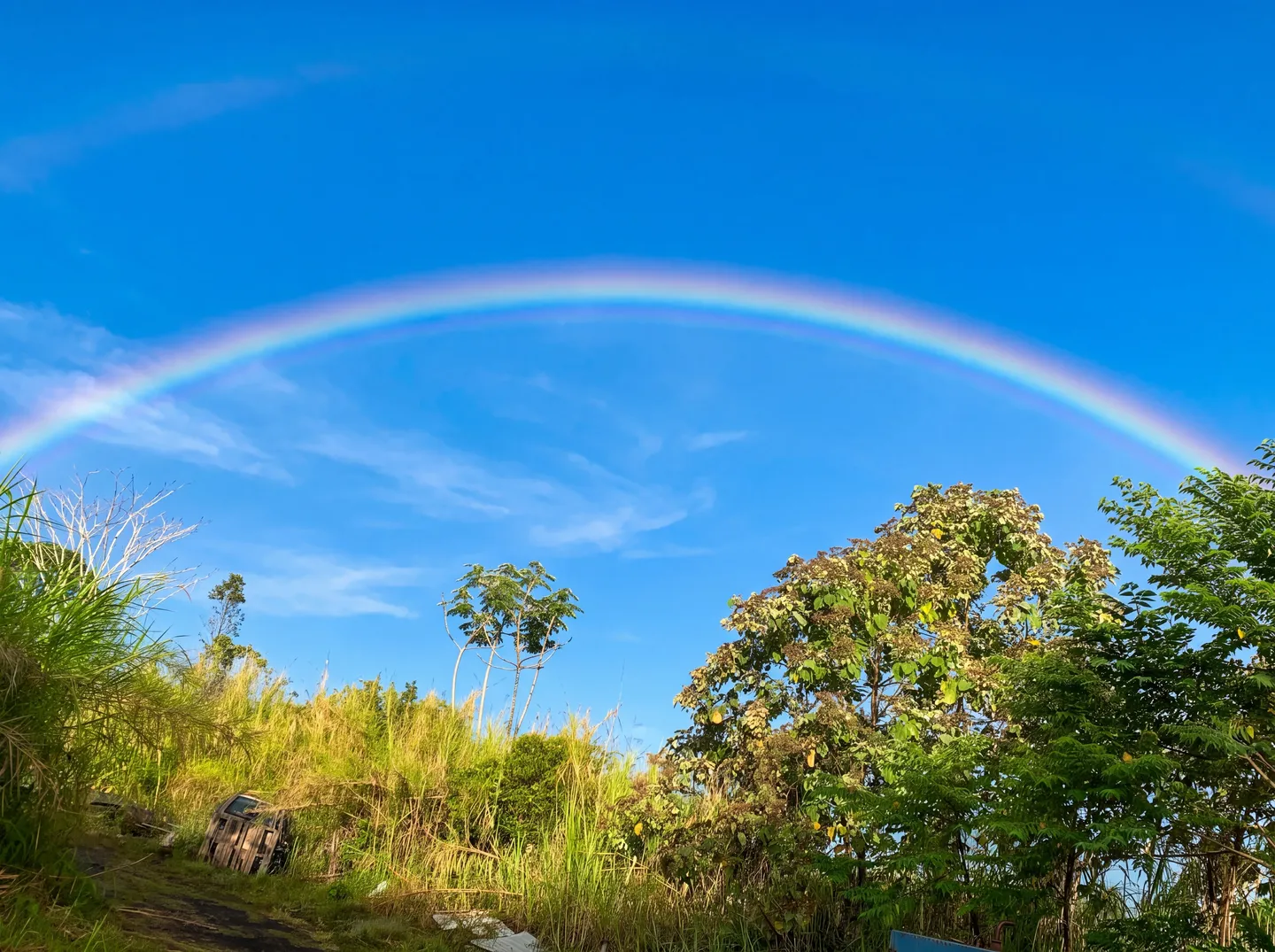 A wide, vibrant rainbow arcs across a clear blue sky over tropical trees and tall grasses.